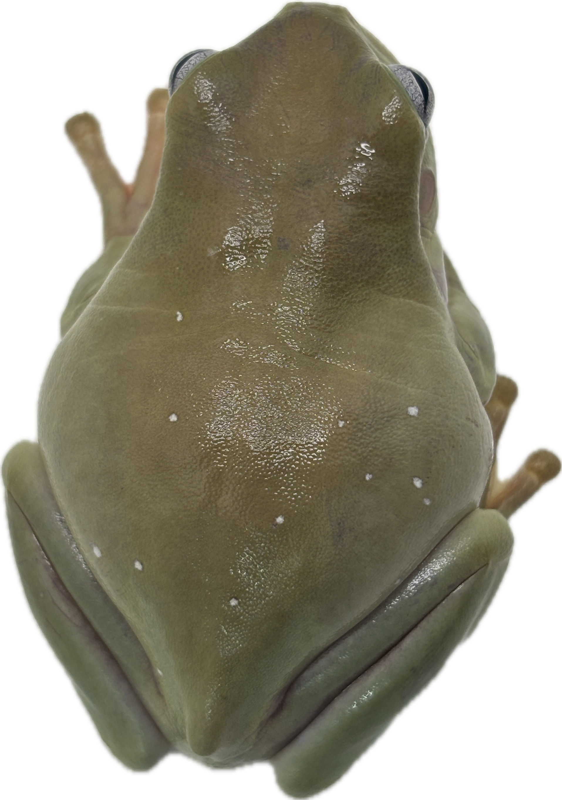 Snowflake Blue Eyed White's Tree Frog
