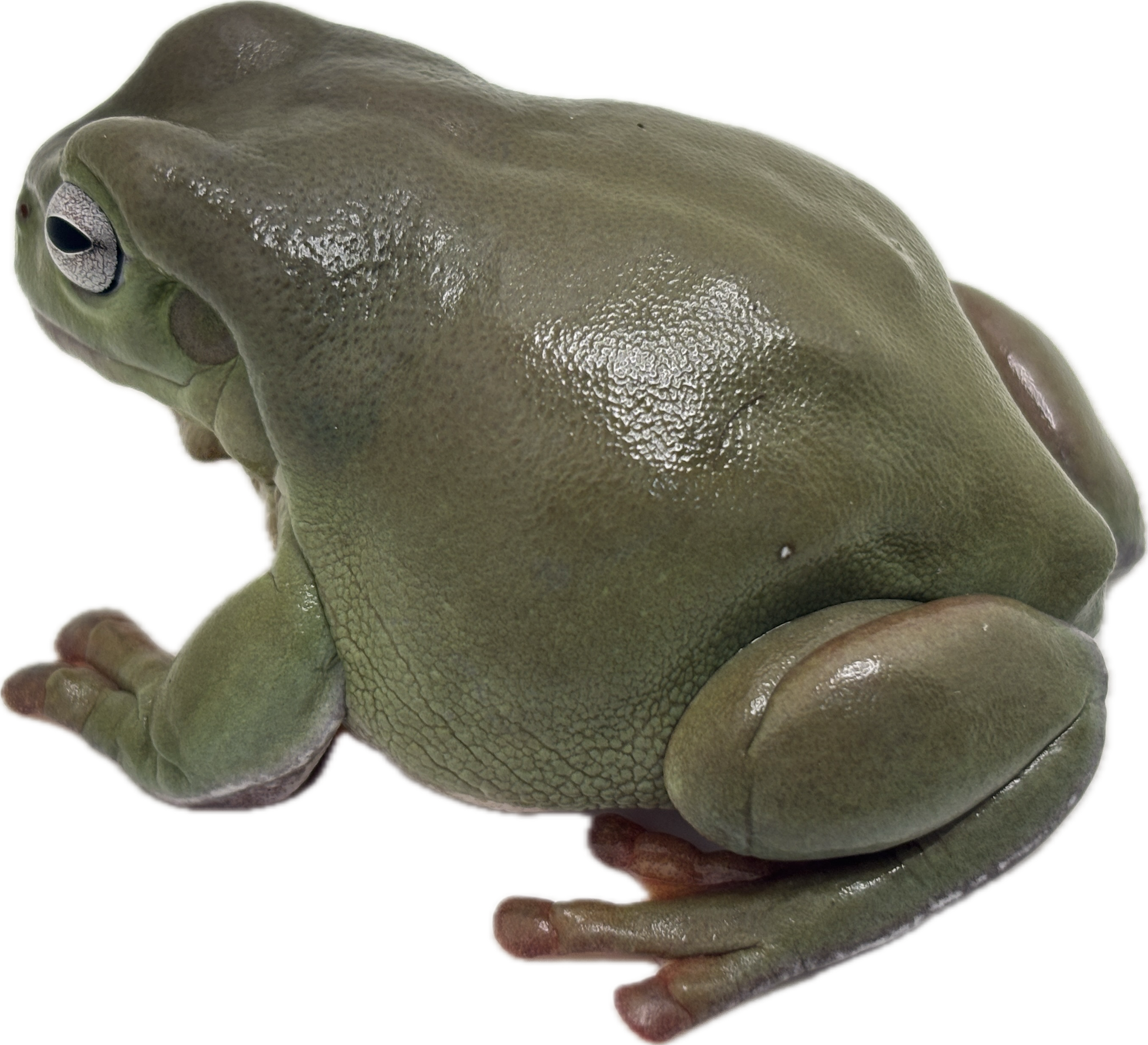 Blue Eyed White's Tree Frog - Adult
