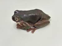 White's Tree Frog - Retired Breeder