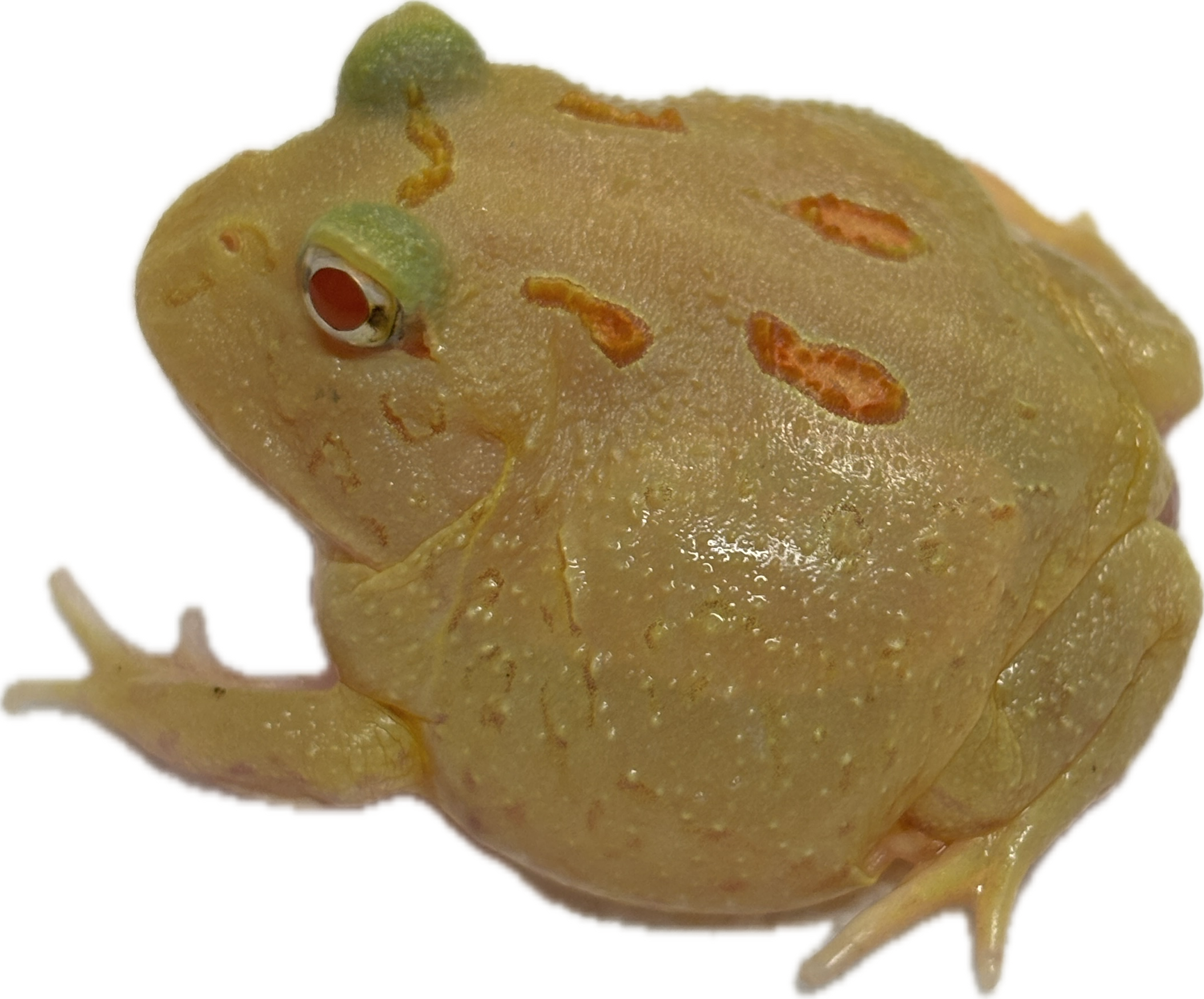 Pikachu Pac-Man