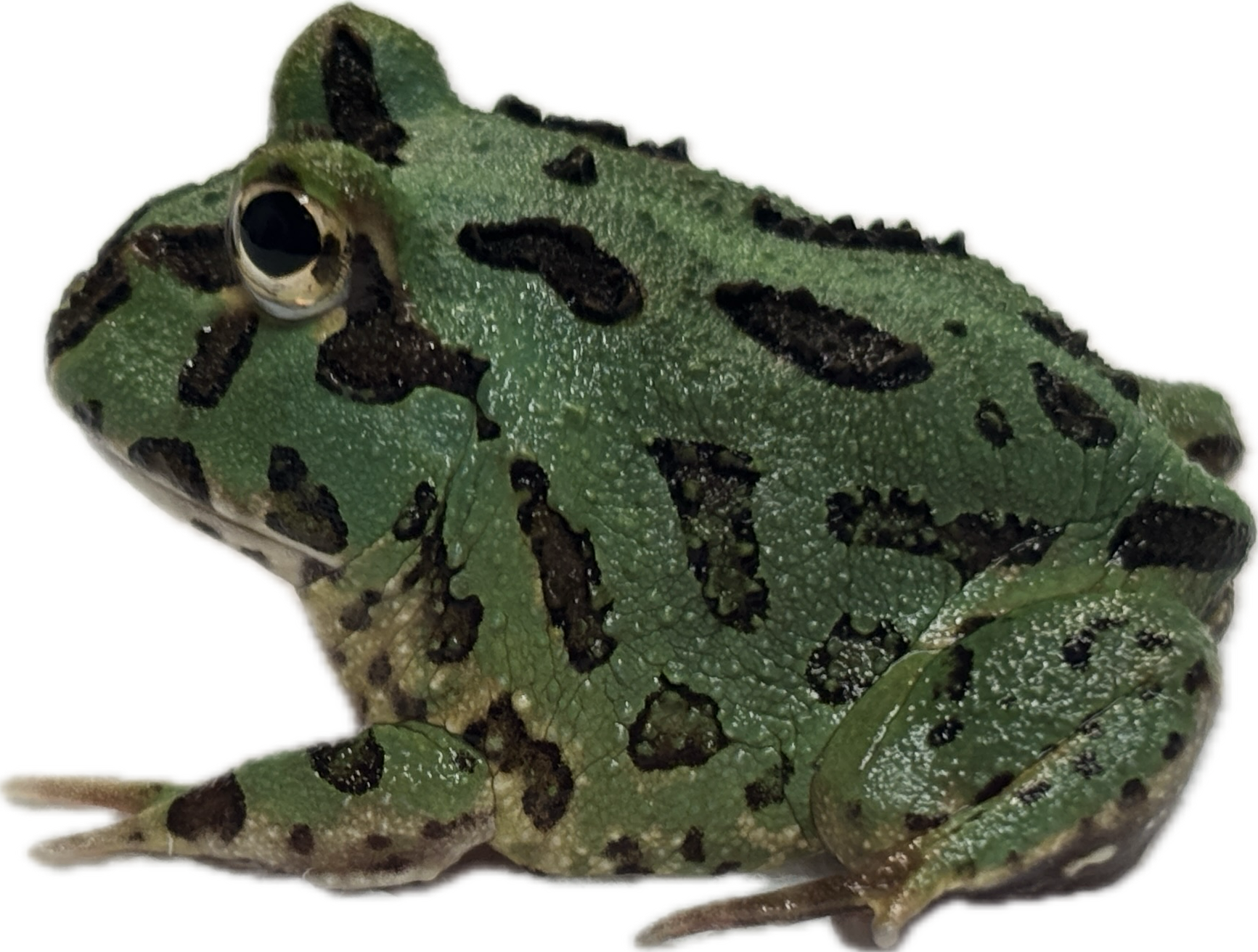 Green Pac-Man