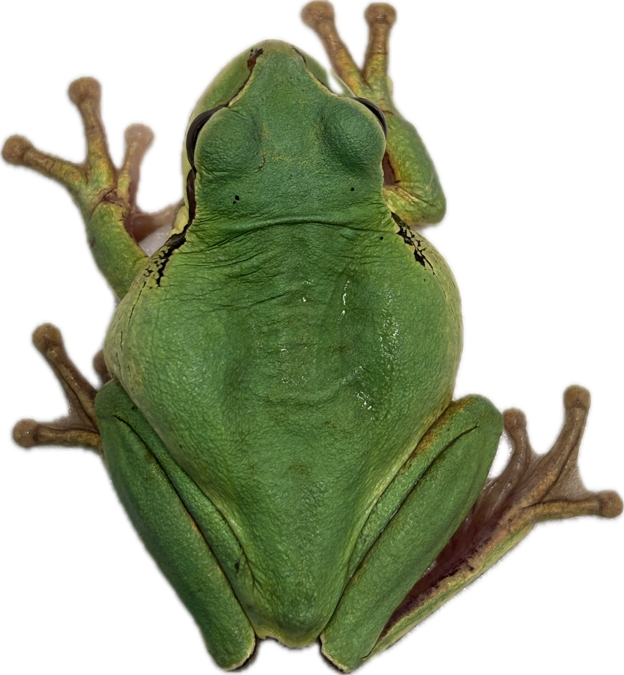 Masked Tree Frog