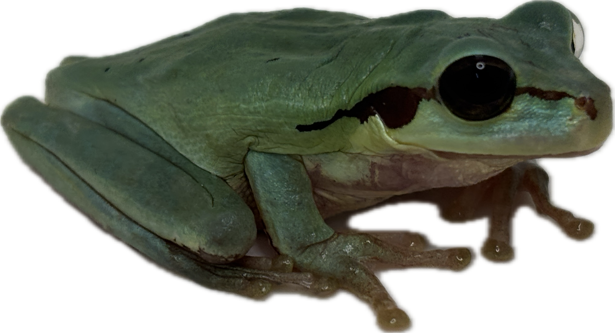 Masked Tree Frog