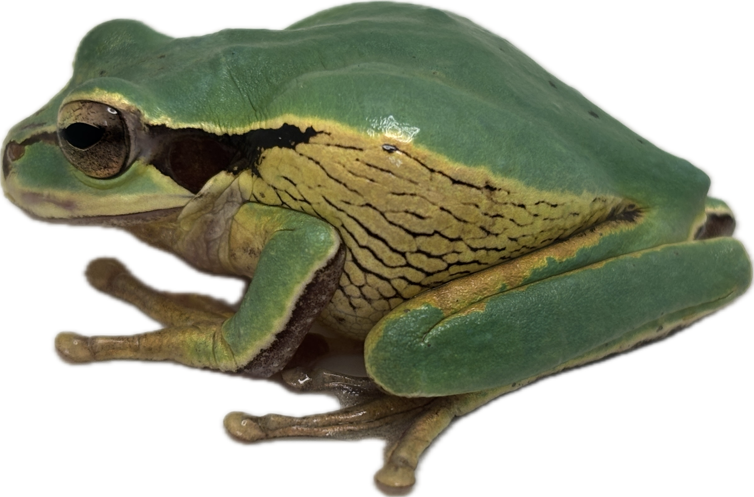 Masked Tree Frog