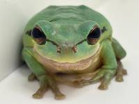 Masked Tree Frog