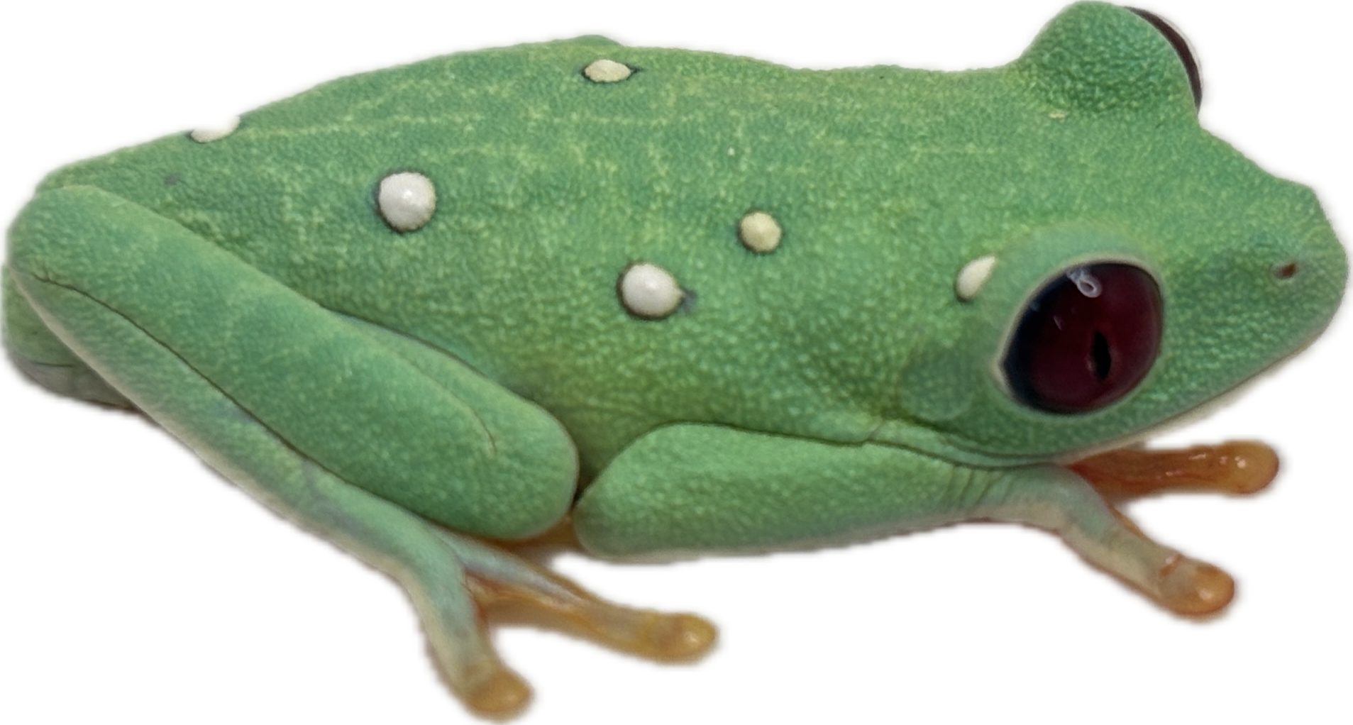 Panamanian Red Eyed Tree Frog