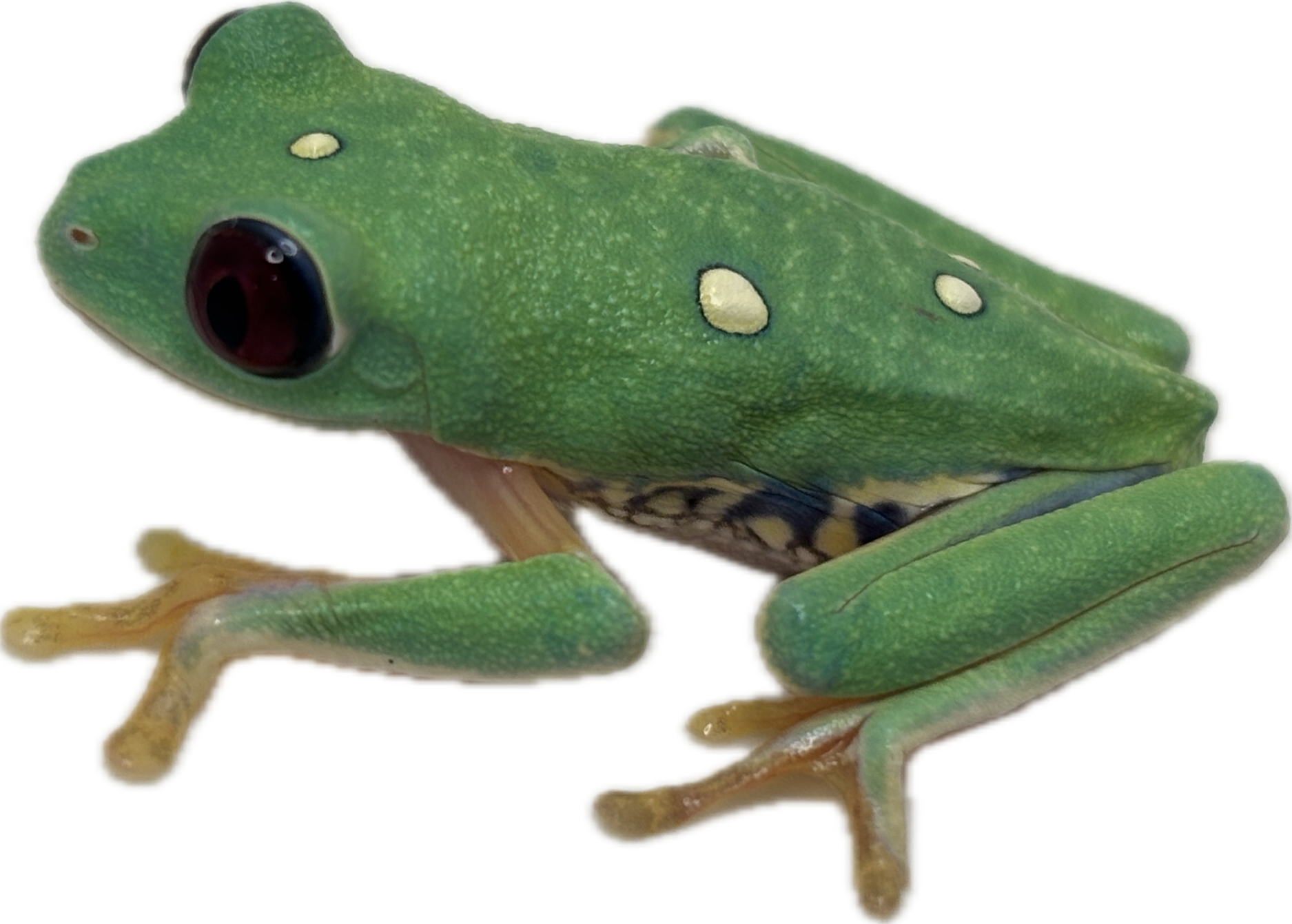Panamanian Red Eyed Tree FRog