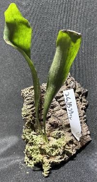 Hook mounted Staghorn fern with moss