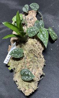 Scindapsus with Bromeliad with moss