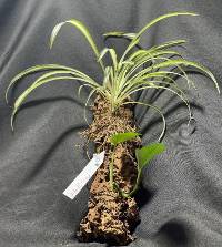 Spider plant and Pothos with moss