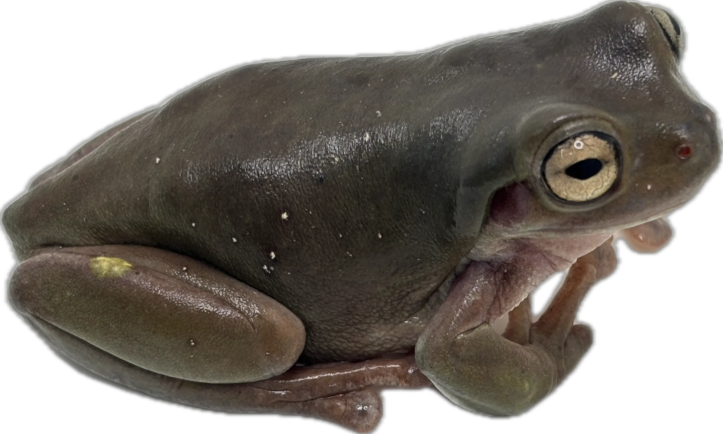 White's Tree Frog - Retired Breeder