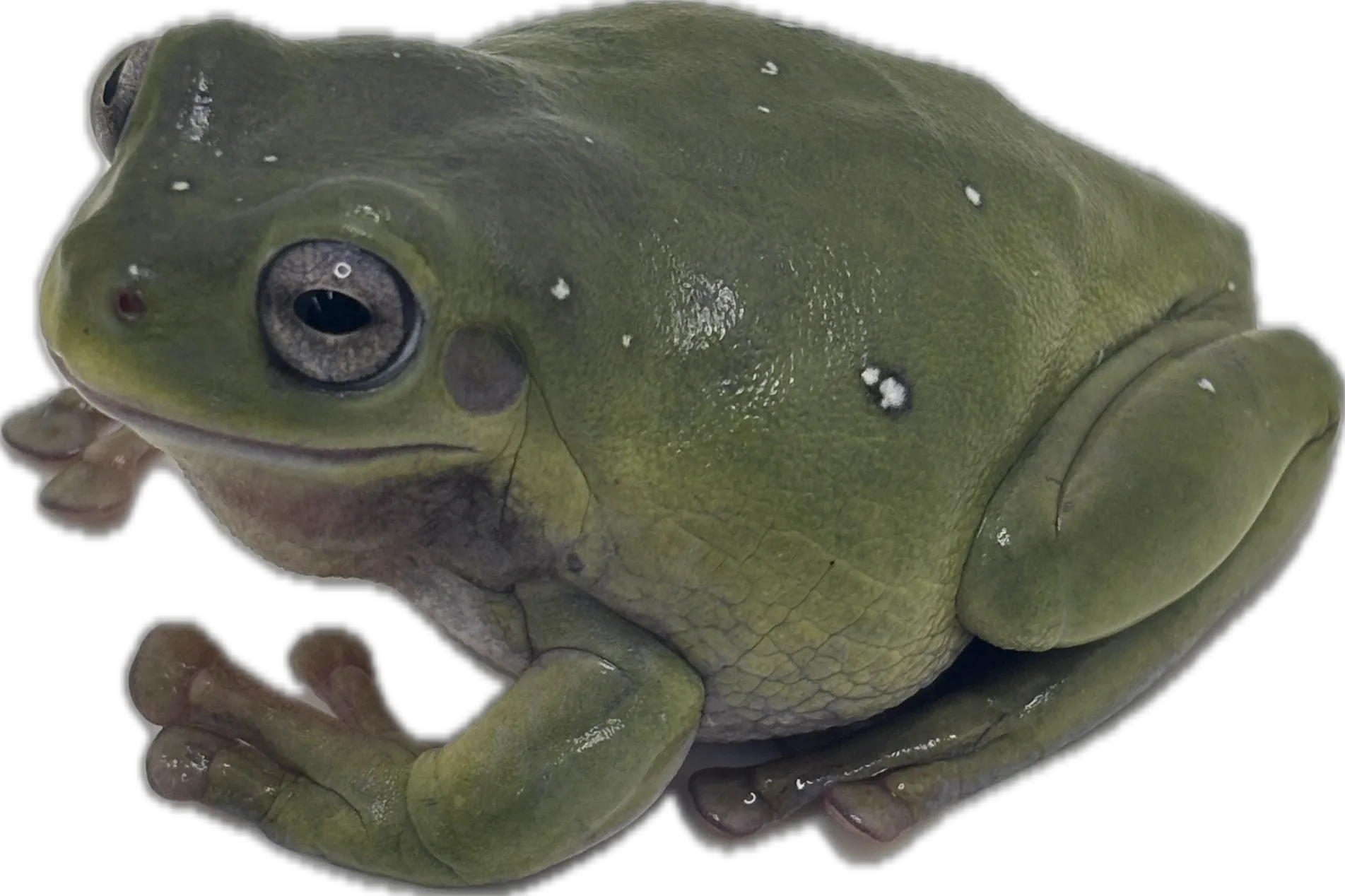Snowflake Blue Eyed whites Tree Frog "Jellybean" - Retired Breeder