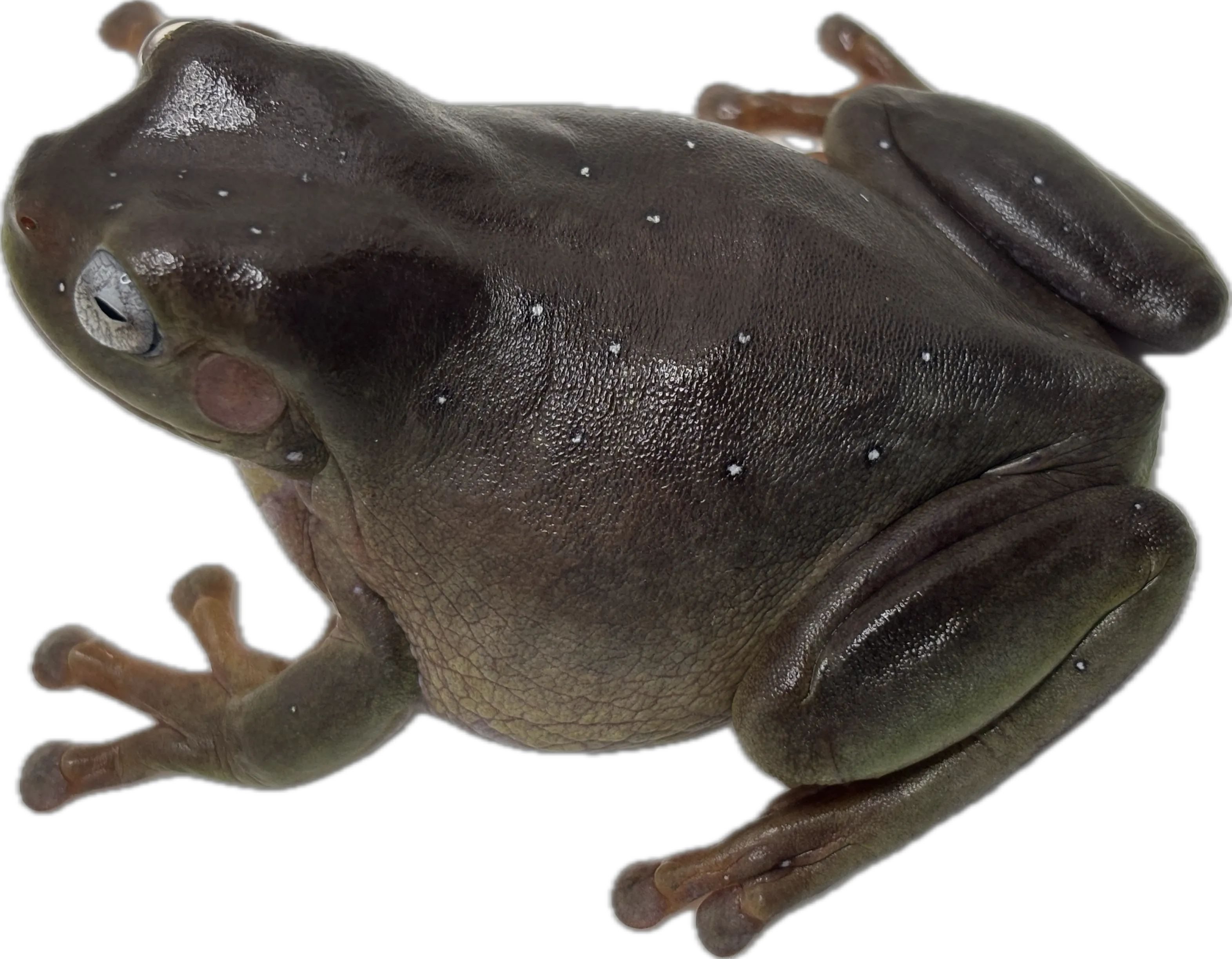 Snowflake Blue Eyed White's Tree Frog "Star" - Retired Breeder