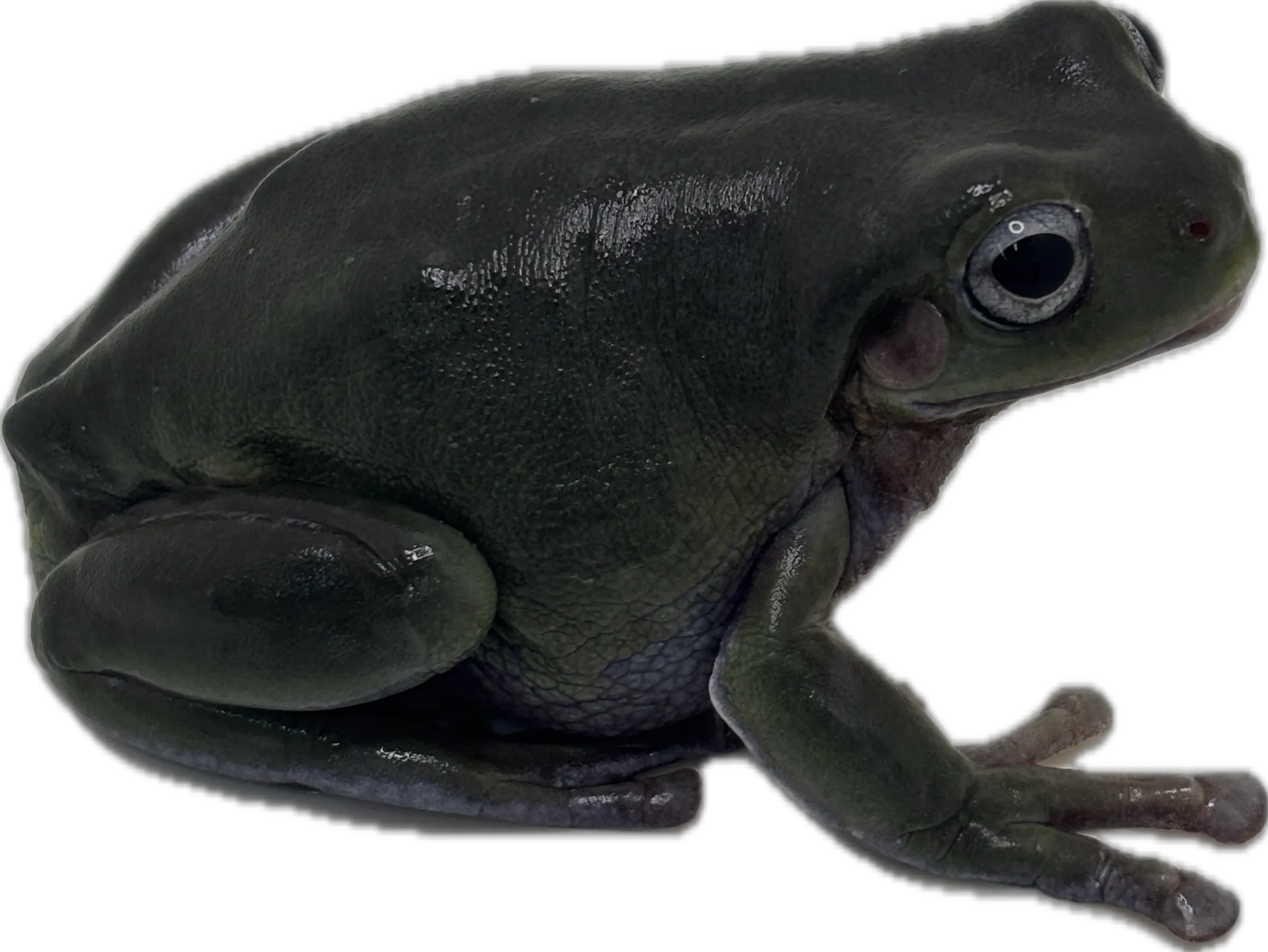 Blue Eyed White's Tree Frog - Retired Breeder