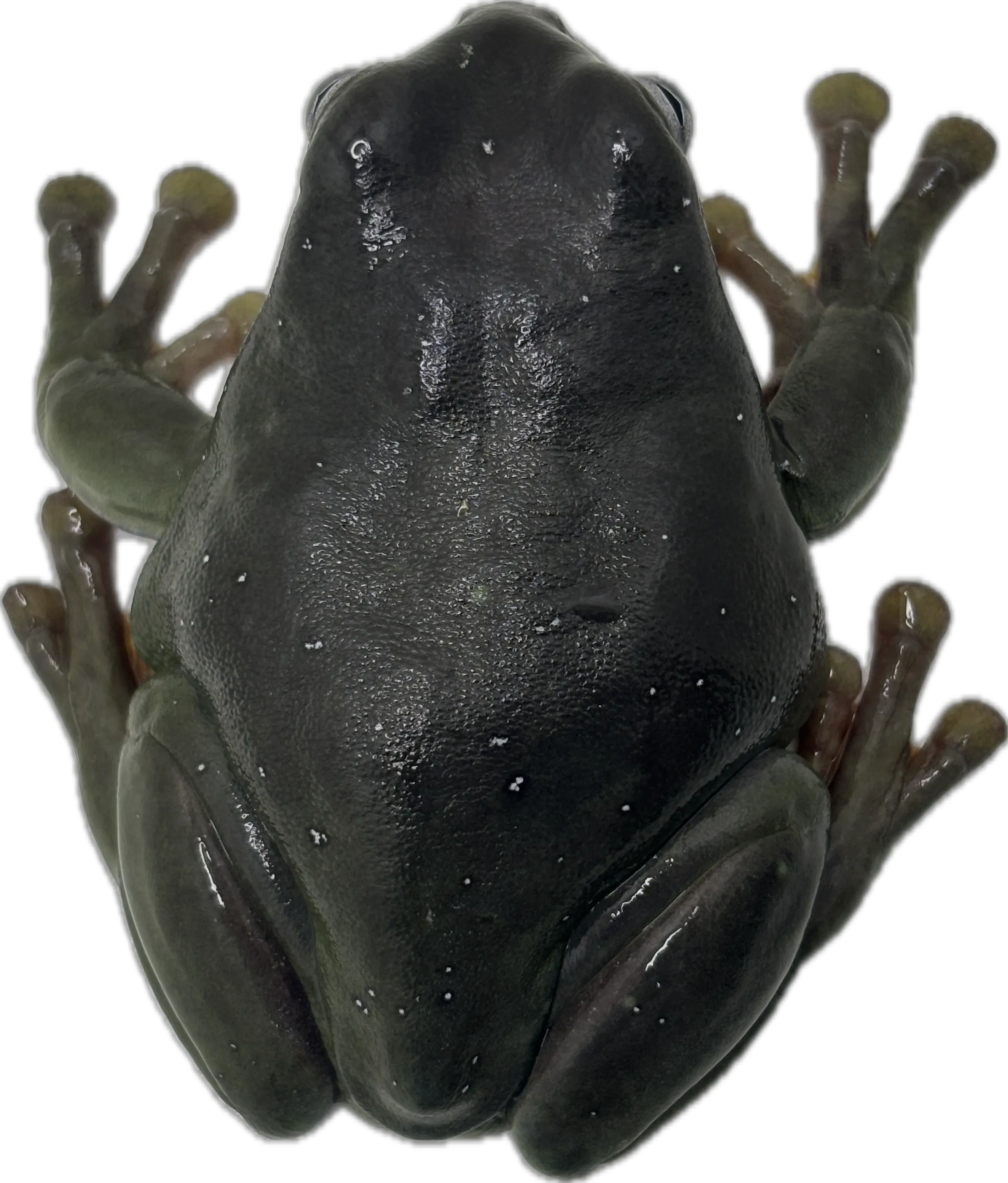 Snowflake Blue Eyed White's Tree Frog - Retired Breeder