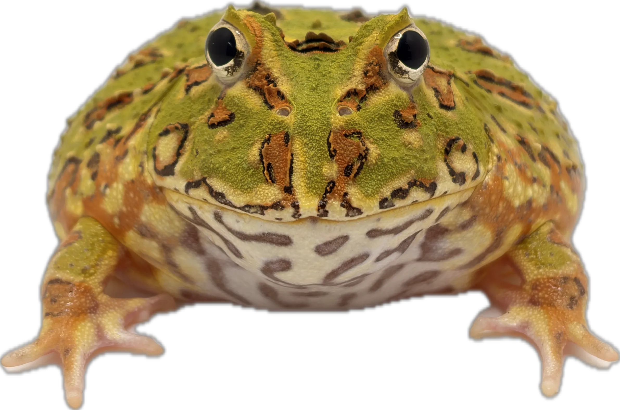 Green Pac-Man : Aggressive, Short Toes