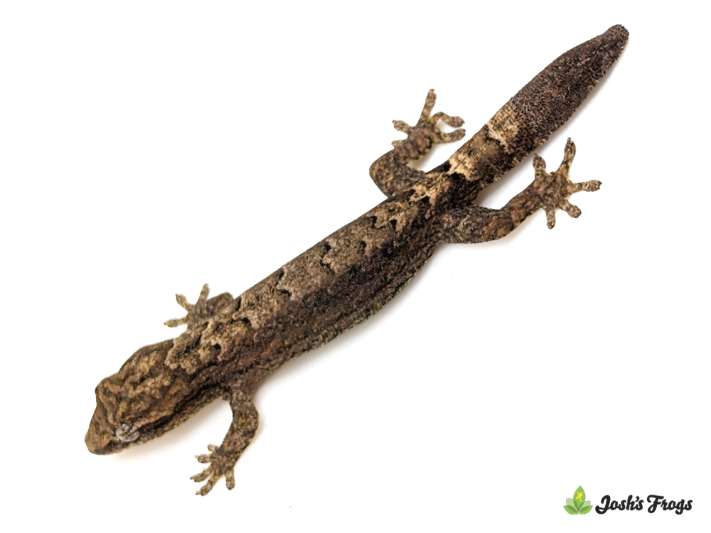 Imperfect Mourning Gecko - Lepidodactylus lugubris (Captive Bred)