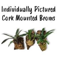 Cork Mounted Bromeliads (Individually Pictured)