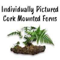 Cork Mounted Ferns (Individually Pictured)