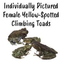 Female Yellow-Spotted Climbing Toads - Rentapia flavomaculata (Individually Pictured)