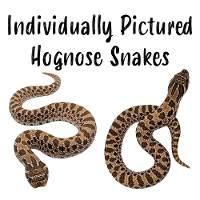 Western Hognose Snakes - Heterodon nasicus (Individually Pictured)