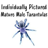 Mature Male Tarantula (Individually Pictured)