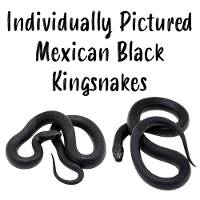 Mexican Black Kingsnakes - Lampropeltis getula nigrita (Individually Pictured)