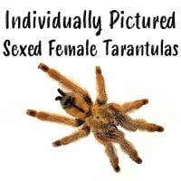 Sexed Female Tarantula (Individually Pictured)