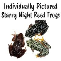 Starry Night Reed Frogs - Heterixalus alboguttatus (Individually Pictured)