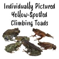 Yellow-Spotted Climbing Toads - Rentapia flavomaculata (Individually Pictured)