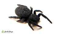 Italian Ladybird Spider - Eresus ruficapillus | 1/8-1/4 inch (Captive Bred)