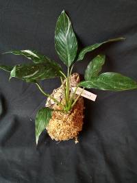 Spathiphyllum Jet Diamond