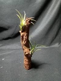 Standing driftwood tillandsias