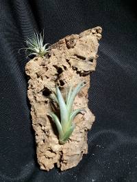 Cork mounted tillandsia pair