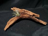 Driftwood tillandsia