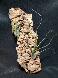 Cork mounted tillandsia pair