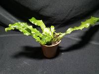 Crocudyllus Fern