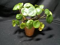 Chinese money plants