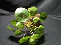 Chinese money plant
