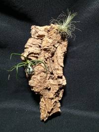Cork mounted tillandsia pair