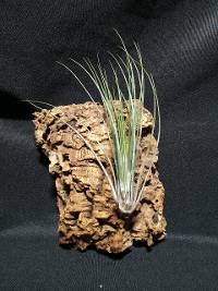 Cork mounted tillandsia
