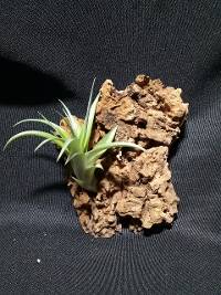Cork mounted tillandsia