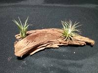Driftwood tillandsia pair