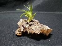 Cork mounted tillandsia
