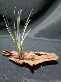Driftwood tillandsia