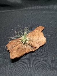 Driftwood tillandsia