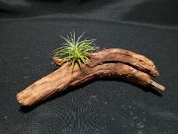Driftwood tillandsia