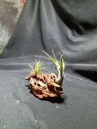 Two tillandsia on drift wood