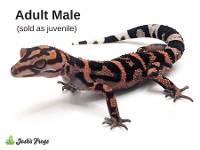 Japanese Cave Gecko - Goniurosaurus orientalis (Captive Bred)