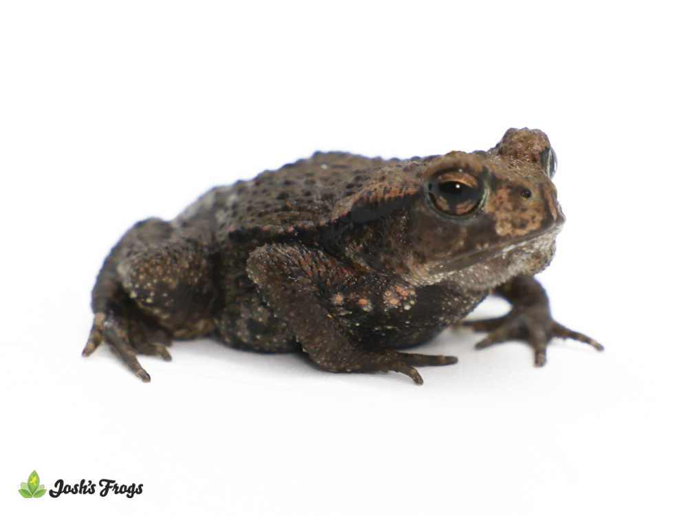 Japanese Common Toad - Bufo japonicus (Captive Bred)